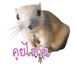 A little Squirrel2 Kwan & Khing sticker #14636720