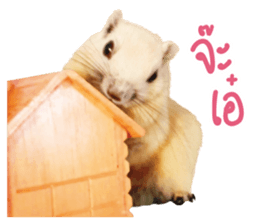 A little Squirrel2 Kwan & Khing sticker #14636728