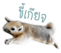 A little Squirrel2 Kwan & Khing sticker #14636729