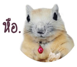 A little Squirrel2 Kwan & Khing sticker #14636732