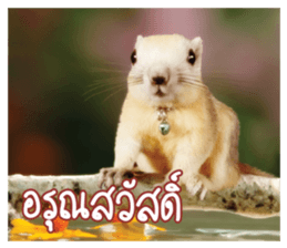 A little Squirrel2 Kwan & Khing sticker #14636733
