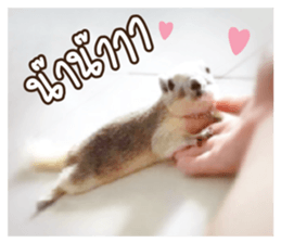 A little Squirrel2 Kwan & Khing sticker #14636734