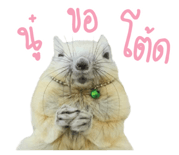 A little Squirrel2 Kwan & Khing sticker #14636737