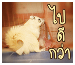 A little Squirrel2 Kwan & Khing sticker #14636739