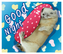 A little Squirrel2 Kwan & Khing sticker #14636741