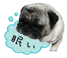 7 pugs and ete sticker #14637360