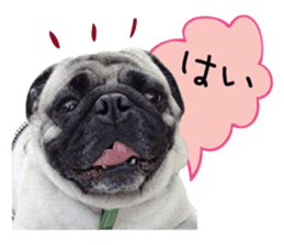 7 pugs and ete sticker #14637364