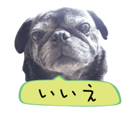 7 pugs and ete sticker #14637365