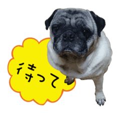 7 pugs and ete sticker #14637368