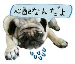 7 pugs and ete sticker #14637369