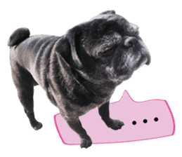 7 pugs and ete sticker #14637373
