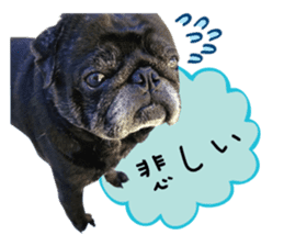 7 pugs and ete sticker #14637376