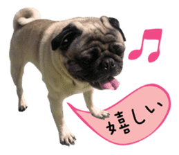7 pugs and ete sticker #14637377