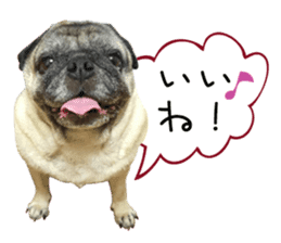 7 pugs and ete sticker #14637378