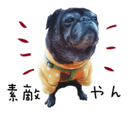 7 pugs and ete sticker #14637379