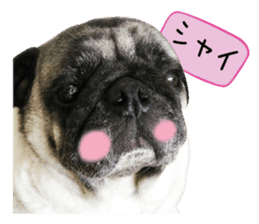 7 pugs and ete sticker #14637382
