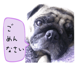 7 pugs and ete sticker #14637384