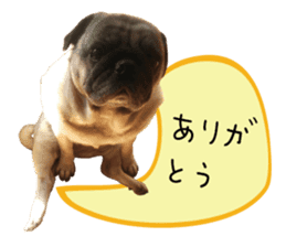7 pugs and ete sticker #14637386