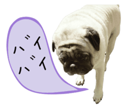 7 pugs and ete sticker #14637388