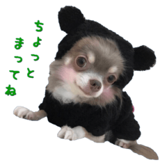 Bear chihuahua