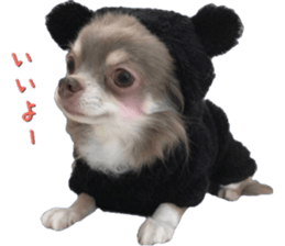 Bear chihuahua sticker #14638174