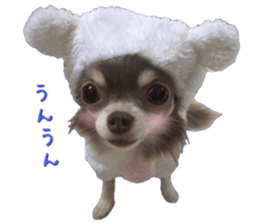 Bear chihuahua sticker #14638175