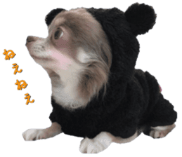 Bear chihuahua sticker #14638176