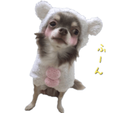 Bear chihuahua sticker #14638177