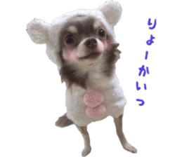 Bear chihuahua sticker #14638178