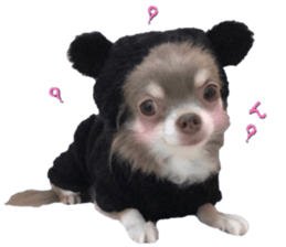 Bear chihuahua sticker #14638179