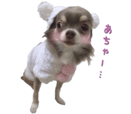 Bear chihuahua sticker #14638180