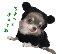 Bear chihuahua sticker #14638181