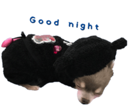 Bear chihuahua sticker #14638182