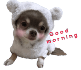 Bear chihuahua sticker #14638185