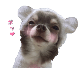Bear chihuahua sticker #14638186