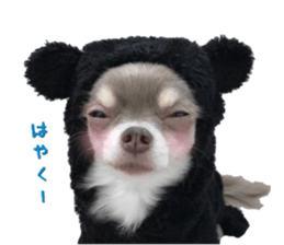Bear chihuahua sticker #14638187