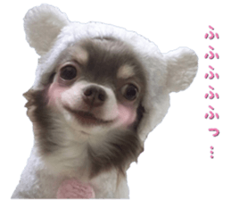Bear chihuahua sticker #14638188