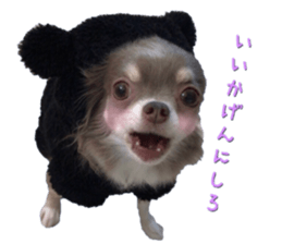 Bear chihuahua sticker #14638189