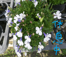 Orange life chapter sticker #14640295