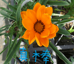 Orange life chapter sticker #14640297