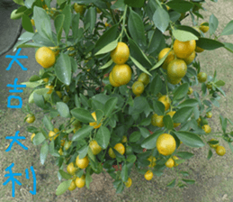 Orange life chapter sticker #14640300