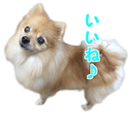 Our family member, Matsuge & Nasan sticker #14640361