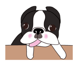 Animated Boston Terrier 2 sticker #14640566