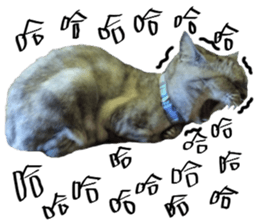 A cat from Saturn 4 sticker #14641306