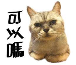 A cat from Saturn 4 sticker #14641315