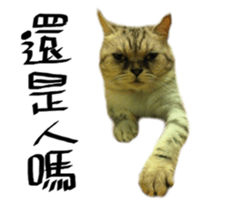 A cat from Saturn 4 sticker #14641317