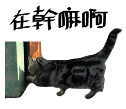 A cat from Saturn 4 sticker #14641318