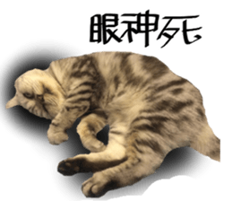 A cat from Saturn 4 sticker #14641327
