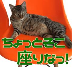 Marilyn family's brilliant cat dog story sticker #14648654