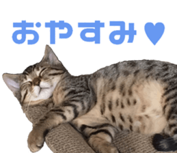 Marilyn family's brilliant cat dog story sticker #14648656